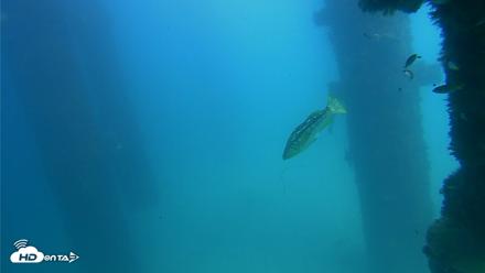 Scripps Pier Underwater Live Webcam - Sep 21, 2026, 2:37pm PDT