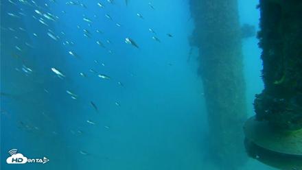 Scripps Pier Underwater Live Webcam - Aug 10, 2026, 4:49pm PDT