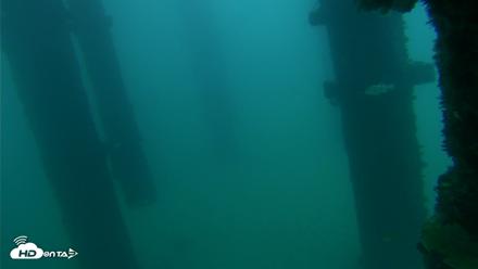 Scripps Pier Underwater Live Webcam - Sep 22, 2026, 6:52am PDT