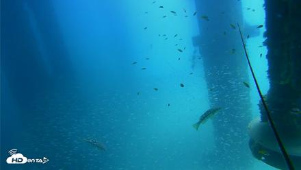 Scripps Pier Underwater Live Webcam - Aug 6, 2026, 1:10pm PDT