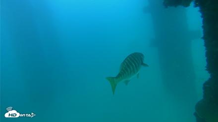 Scripps Pier Underwater Live Webcam - Sep 15, 2026, 5:23pm PDT