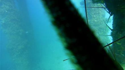 Scripps Pier Underwater Live Webcam - Sep 1, 2025, 4:01pm PDT