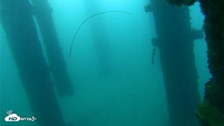 Scripps Pier Underwater Live Webcam - Sep 26, 2026, 7:20am PDT