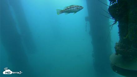 Scripps Pier Underwater Live Webcam - Jul 31, 2026, 9:28am PDT