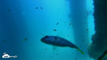 Scripps Pier Underwater Live Webcam - Aug 25, 2026, 1:10pm PDT