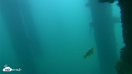 Scripps Pier Underwater Live Webcam - Sep 23, 2026, 4:32pm PDT