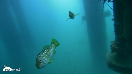 Scripps Pier Underwater Live Webcam - Jul 31, 2026, 10:05am PDT