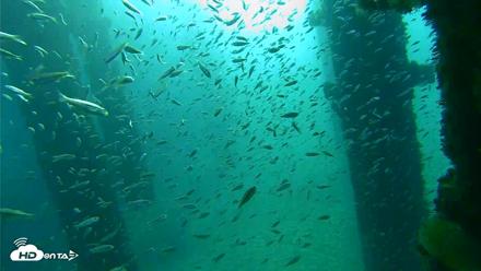 Scripps Pier Underwater Live Webcam - Oct 7, 2026, 8:17am PDT