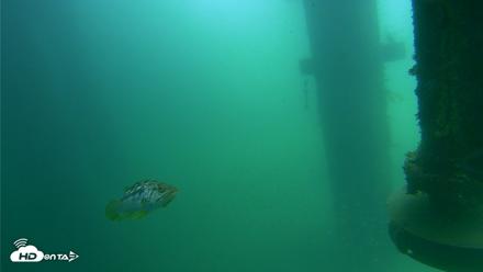 Scripps Pier Underwater Live Webcam - Jul 31, 2026, 11:30am PDT