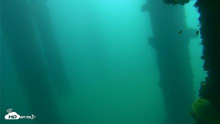 Scripps Pier Underwater Live Webcam - Oct 12, 2026, 11:06am PDT