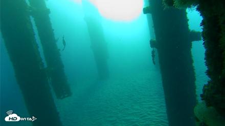 Scripps Pier Underwater Live Webcam - Oct 19, 2026, 7:56am PDT