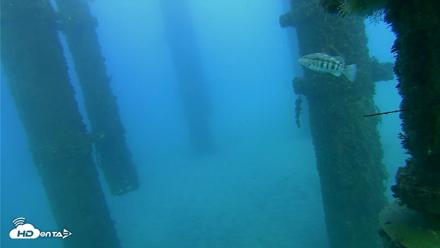 Scripps Pier Underwater Live Webcam - Oct 19, 2026, 5:45pm PDT