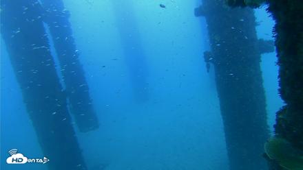 Scripps Pier Underwater Live Webcam - Oct 7, 2026, 5:56pm PDT