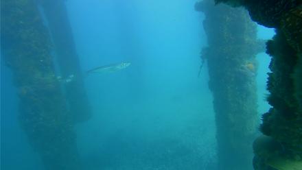 Scripps Pier Underwater Live Webcam - Jan 25, 2026, 2:39pm PST