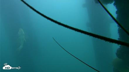 Scripps Pier Underwater Live Webcam - Oct 23, 2026, 3:18pm PDT