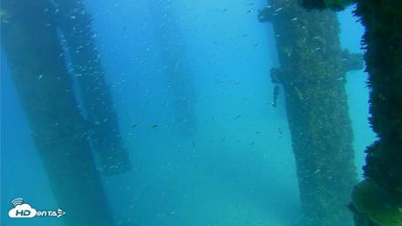 Scripps Pier Underwater Live Webcam - Oct 7, 2026, 4:41pm PDT