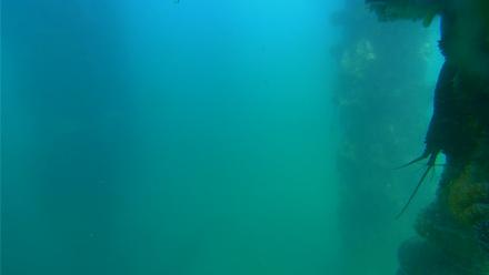 Scripps Pier Underwater Live Webcam - Jul 15, 2025, 4:04pm PDT