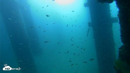 Scripps Pier Underwater Live Webcam - Sep 25, 2026, 9:07am PDT