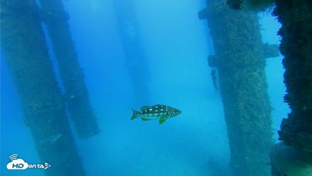 Scripps Pier Underwater Live Webcam - Oct 19, 2026, 4:40pm PDT