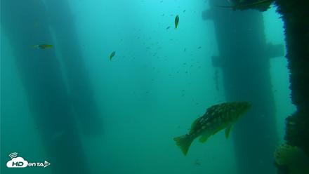 Scripps Pier Underwater Live Webcam - Sep 18, 2026, 10:15am PDT