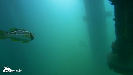 Scripps Pier Underwater Live Webcam - Jul 31, 2026, 10:29am PDT