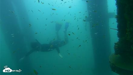 Scripps Pier Underwater Live Webcam - Aug 29, 2026, 8:41am PDT