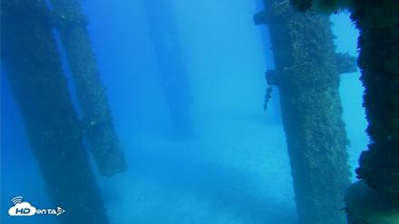 Scripps Pier Underwater Live Webcam - Oct 19, 2026, 3:46pm PDT