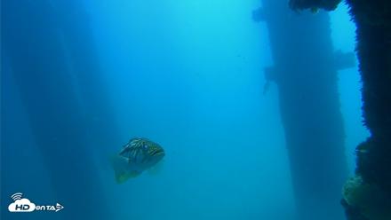 Scripps Pier Underwater Live Webcam - Sep 19, 2026, 11:56am PDT
