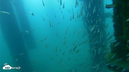 Scripps Pier Underwater Live Webcam - Aug 25, 2026, 7:28am PDT