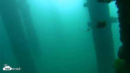 Scripps Pier Underwater Live Webcam - Oct 9, 2026, 9:29am PDT