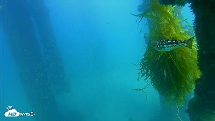 Scripps Pier Underwater Live Webcam - Oct 5, 2026, 3:55pm PDT