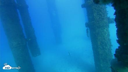 Scripps Pier Underwater Live Webcam - Oct 19, 2026, 4:31pm PDT