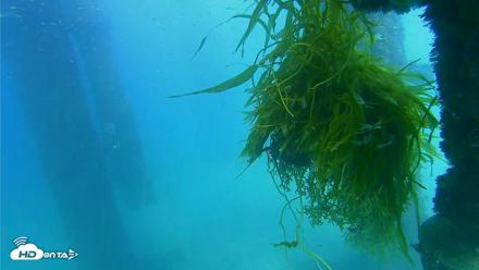 Scripps Pier Underwater Live Webcam - Oct 5, 2026, 3:38pm PDT