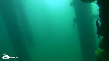 Scripps Pier Underwater Live Webcam - Oct 15, 2026, 9:55am PDT