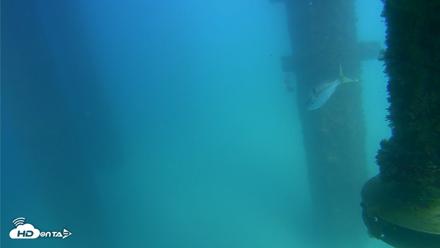 Scripps Pier Underwater Live Webcam - Aug 28, 2026, 3:25pm PDT