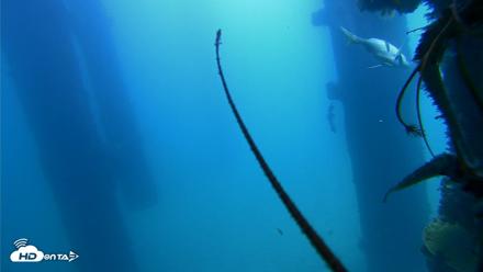 Scripps Pier Underwater Live Webcam - Sep 21, 2026, 11:18am PDT