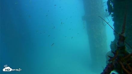 Scripps Pier Underwater Live Webcam - Aug 11, 2026, 2:49pm PDT