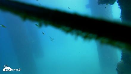 Scripps Pier Underwater Live Webcam - Sep 18, 2026, 2:06pm PDT