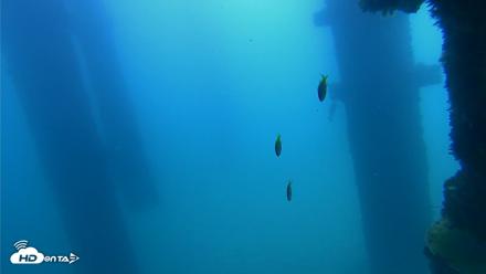 Scripps Pier Underwater Live Webcam - Sep 21, 2026, 11:28am PDT