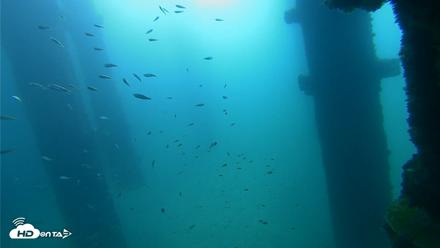 Scripps Pier Underwater Live Webcam - Sep 25, 2026, 9:21am PDT
