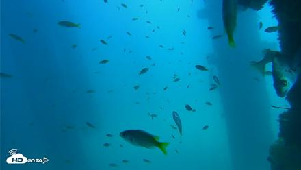 Scripps Pier Underwater Live Webcam - Sep 16, 2026, 1:15pm PDT