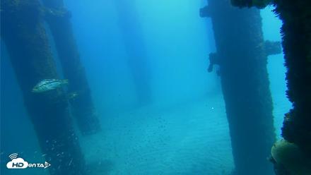 Scripps Pier Underwater Live Webcam - Oct 6, 2026, 12:10pm PDT