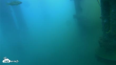 Scripps Pier Underwater Live Webcam - Jul 27, 2026, 8:17am PDT