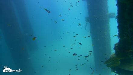 Scripps Pier Underwater Live Webcam - Aug 24, 2026, 1:44pm PDT