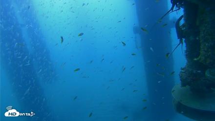 Scripps Pier Underwater Live Webcam - Aug 11, 2026, 6:58am PDT