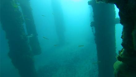 Scripps Pier Underwater Live Webcam - Jan 31, 2026, 8:34am PST