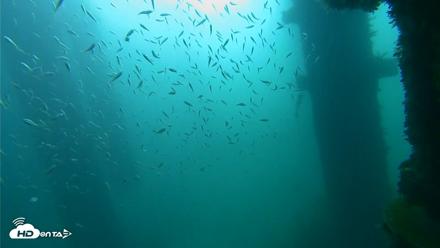 Scripps Pier Underwater Live Webcam - Oct 2, 2026, 8:54am PDT