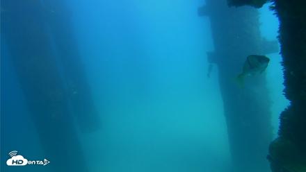 Scripps Pier Underwater Live Webcam - Sep 22, 2026, 2:15pm PDT