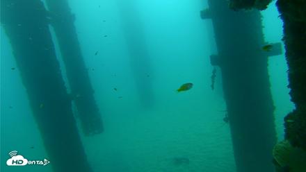 Scripps Pier Underwater Live Webcam - Sep 17, 2026, 7:47am PDT