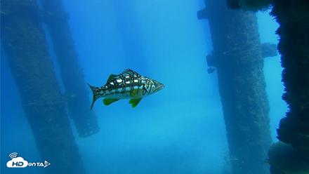 Scripps Pier Underwater Live Webcam - Oct 20, 2026, 1:51pm PDT